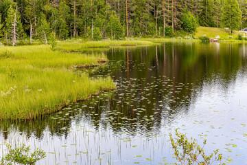 Fototapeta premium The forest are reflected