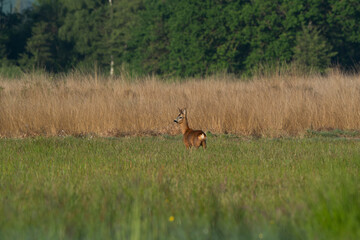 Aufmerksamer Rehbock im Profil auf einer grünen Wiese © Imperfect Stock