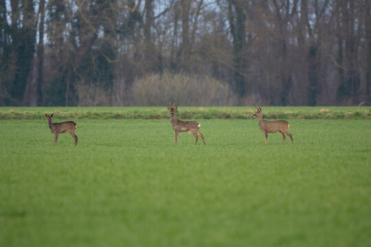 Drei Rehe auf einem sprie&szlig;enden gr&uuml;nen Feld im Morgenlicht