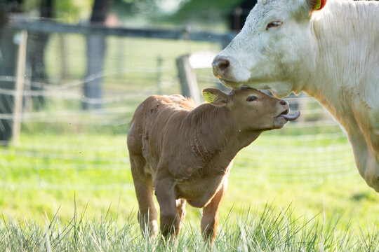 Kalb leckt Mutterkuh auf einer gr&uuml;nen Weide im Gegenlicht