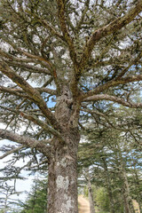 Fototapeta premium Cedrus brevifolia Zypern-Zeder Detail Stamm und Krone