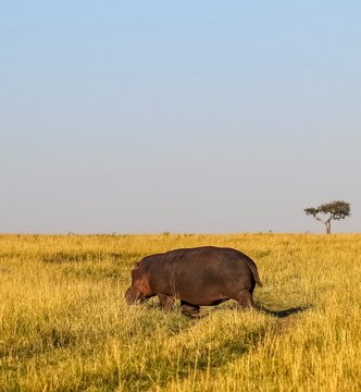 Hippopotamus walking through golden African savanna grass
