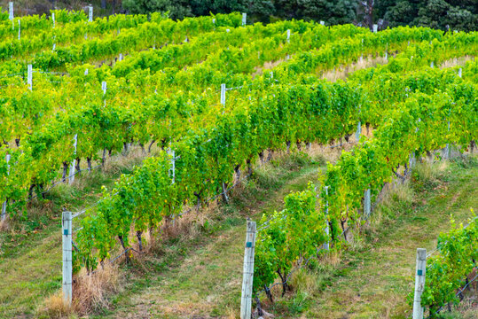Vineyard in Bruny Island - Tasmania