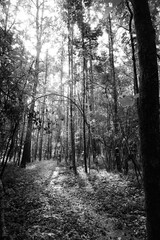 Fototapeta premium Sunlight streaming through the tall trees over a narrow footpath in the woods of Audubon Acres, Chattanooga, Tennessee