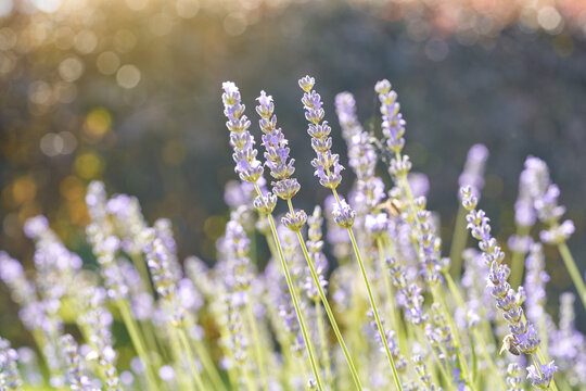 Blooming lavender flowers in warm sunlight with soft bokeh background, close-up of aromatic purple lavandula in summer meadow, natural floral scene with tranquil and romantic atmosphere