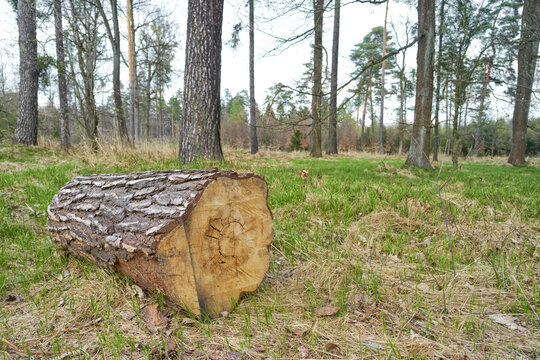 Cut tree trunk lying in forest clearing, close-up of felled timber log with visible bark and wood rings, natural woodland scene related to forestry, logging and raw wood material