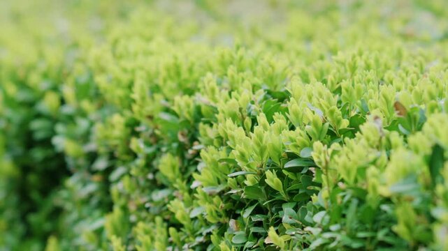 Close up of fresh green hedge leaves in soft natural light