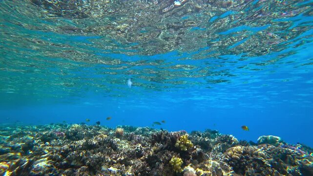 coral reef and fish