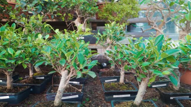 Row of small green bonsai trees growing in black plastic pots on a display shelf inside a commercial plant nursery greenhouse representing botanical cultivation horticulture and gardening hobby