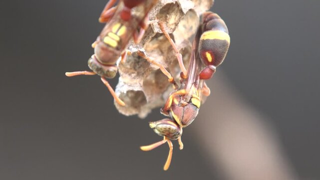 A wide shot of a round paper nest crowded with red paper wasps. The footage captures the constant vibration and movement of the social insect colony.