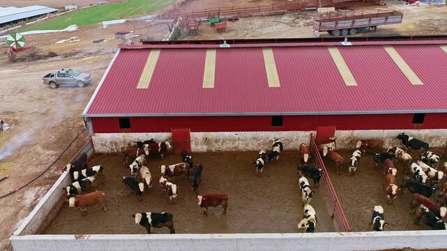 Aerial drone view of cows in a large cattle farm beside a red-roofed barn, showing livestock, rural animal husbandry, open paddocks, feeding area, and modern dairy or beef farming in rural landscapes.