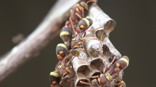 Two red paper wasps interact using their antennae on the nest surface. This behavior is key for sharing information within the social hierarchy.
