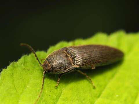 コメツキClick beetle close-up