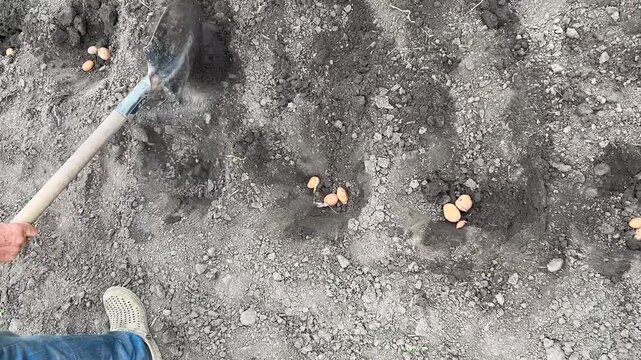 Horizontal top-down video: a man digs holes in the soil with a shovel, a woman drops potatoes into each hole, and the man immediately covers them back with soil. Potato planting process in a field, dy