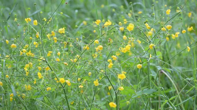 fiori naturali