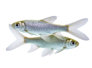 Isolated two vibrant silver-scaled freshwater fish with golden reflections, gracefully swimming © Aoife