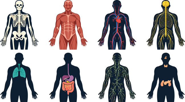 Detailed Human Body Anatomy Systems Icon Set Including Skeletal Muscular Circulatory Nervous Respiratory Digestive Lymphatic and Endocrine Structures for Medical Science and Education
