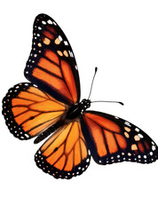 Isolated monarch butterfly with open wings showing vibrant orange and black patterns. © Aoife