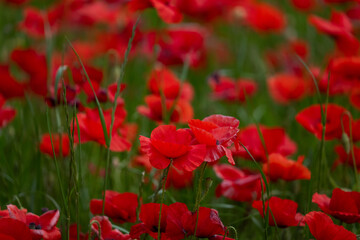 Obraz premium red poppy field