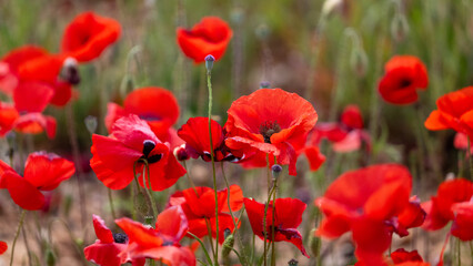 Fototapeta premium field of poppies