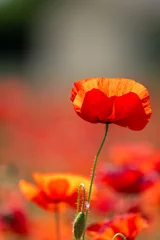 Fototapeten Rot red poppy flower  © marguerite