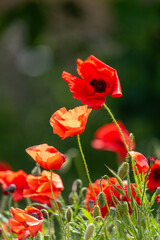 Naklejka premium red poppy flower