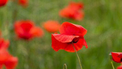 Fototapeta premium red poppy flower