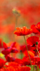 Obraz premium red poppy flowers