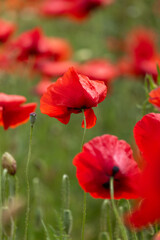 Naklejka premium red poppy flowers