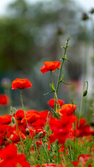 Obraz premium red poppy flowers