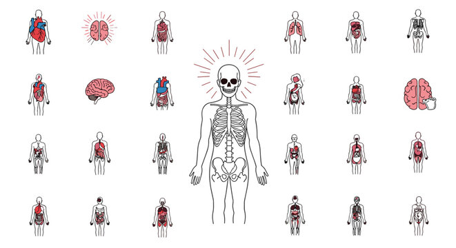 Medical illustration set featuring a central human skeleton figure surrounded by various internal organ icons like the heart, brain, and lungs.