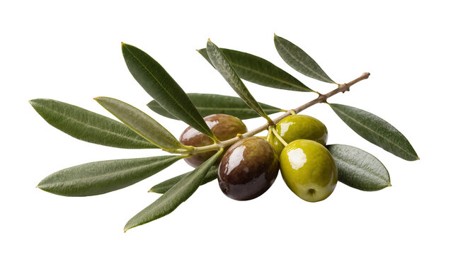 Isolated olive branch with fresh green and ripe black olives, mediterranean fruit for healthy food