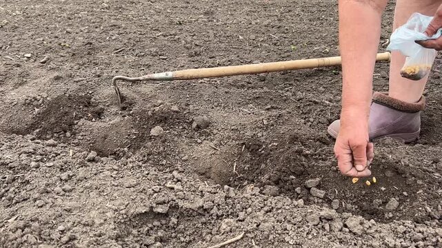 Horizontal video: a woman in a rural setting planting corn in rows in a garden. A hoe lies on the ground nearby. Natural сель scene of field work.