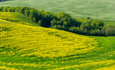Naklejka premium Landschaft an der Panoramastraße zwischen den toskanischen Dörfern San Quiricio und Pienza, Toskana, Italien, Europa