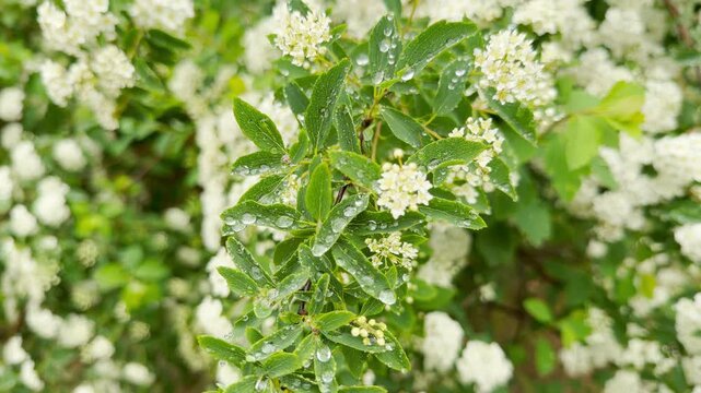 Fresh water droplets rest delicately on vibrant green leaves and blooming white flowers. The gentle morning dew creates a pure, peaceful, and deeply refreshing feeling of natural beauty.