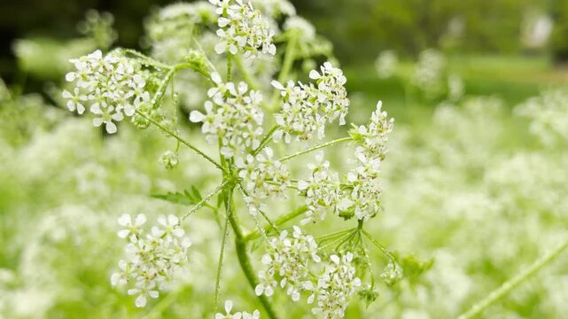 Delicate white cow parsley flowers glisten with fresh morning dew. These vibrant, lacy blossoms evoke a sense of peaceful serenity as they thrive beautifully in a bright, sun-drenched green field.