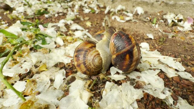 Two large snails share a tender, intimate moment as they press together. They rest on a carpet of soft, delicate white flower petals scattered over the damp earth, creating a peaceful scene.