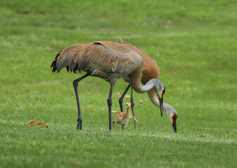 Fototapeta premium Pair of adult Sandhill Cranes walking through a green lawn hunting for food in the grass with two young fledglings beside them. 