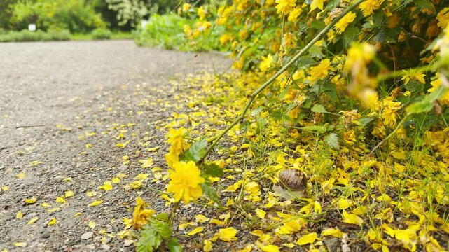 A small snail crawls peacefully through a sea of fallen yellow kerria petals. The bright blossoms bring a cheerful yet serene feeling to the damp gravel path in the countryside.