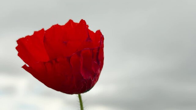 A beautiful red poppy bloom shakes under a heavy outdoor breeze. The dramatic close up captures a poignant feeling of delicate beauty persisting beneath dark, gloomy clouds.