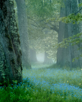 morning in the forest