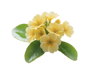 Naklejka premium Isolated vibrant cluster of delicate light yellow primrose flowers with fresh green foliage