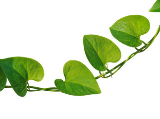 Fototapeta premium Isolated vibrant green pothos vine with fresh heart-shaped leaves gracefully curving upwards