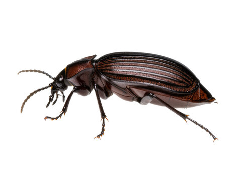Isolated darkling beetle with a shiny dark brown shell and segmented body captured in detailed side view.
