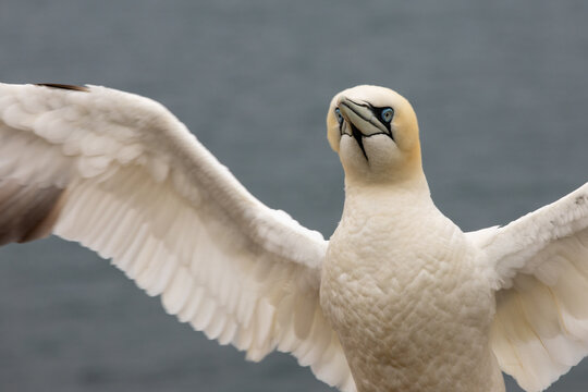 Northern Gannet With Spread Wings Against Dark Sea Background