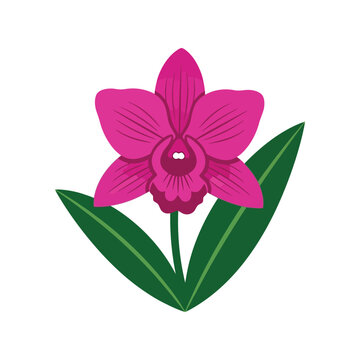 Pink Orchid Flower Vector Illustration with Green Leaves Botanical Clipart Icon