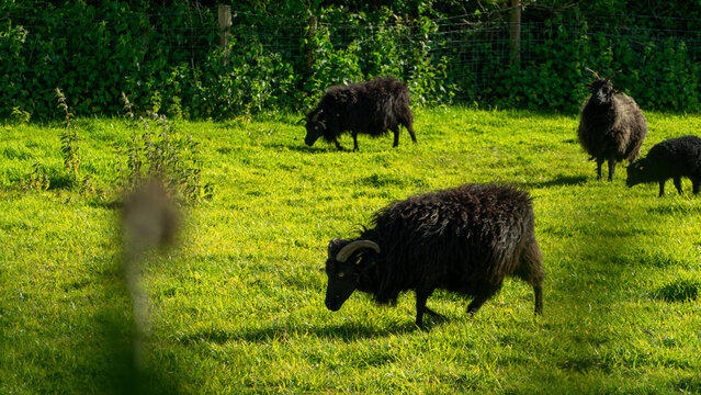 A herd of black sheep which are grazing in a field. This field is located close to Formby Pine Woods and Beach. These sheep have large horns attached to their head.