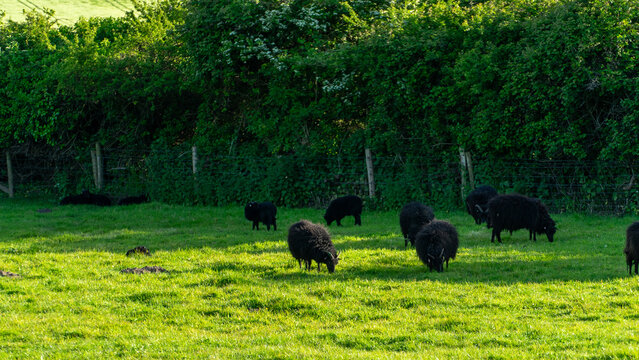 A herd of black sheep which are grazing in a field. This field is located close to Formby Pine Woods and Beach. These sheep have large horns attached to their head.