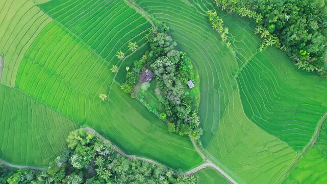 Top-down aerial drone shot of lush green curved rice terraces beautifully surrounding a small tuft of trees and rustic houses in rural Indonesia.
