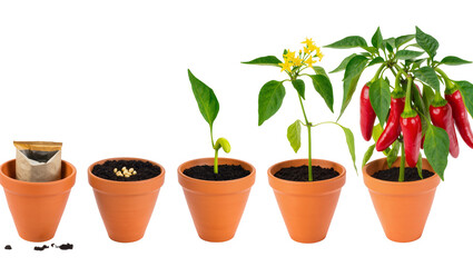 Obraz premium Isolated life cycle stages of a pepper plant growing from seeds to mature red chili peppers